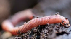 Rolul lemnului de ploaie în natură și beneficiază de om